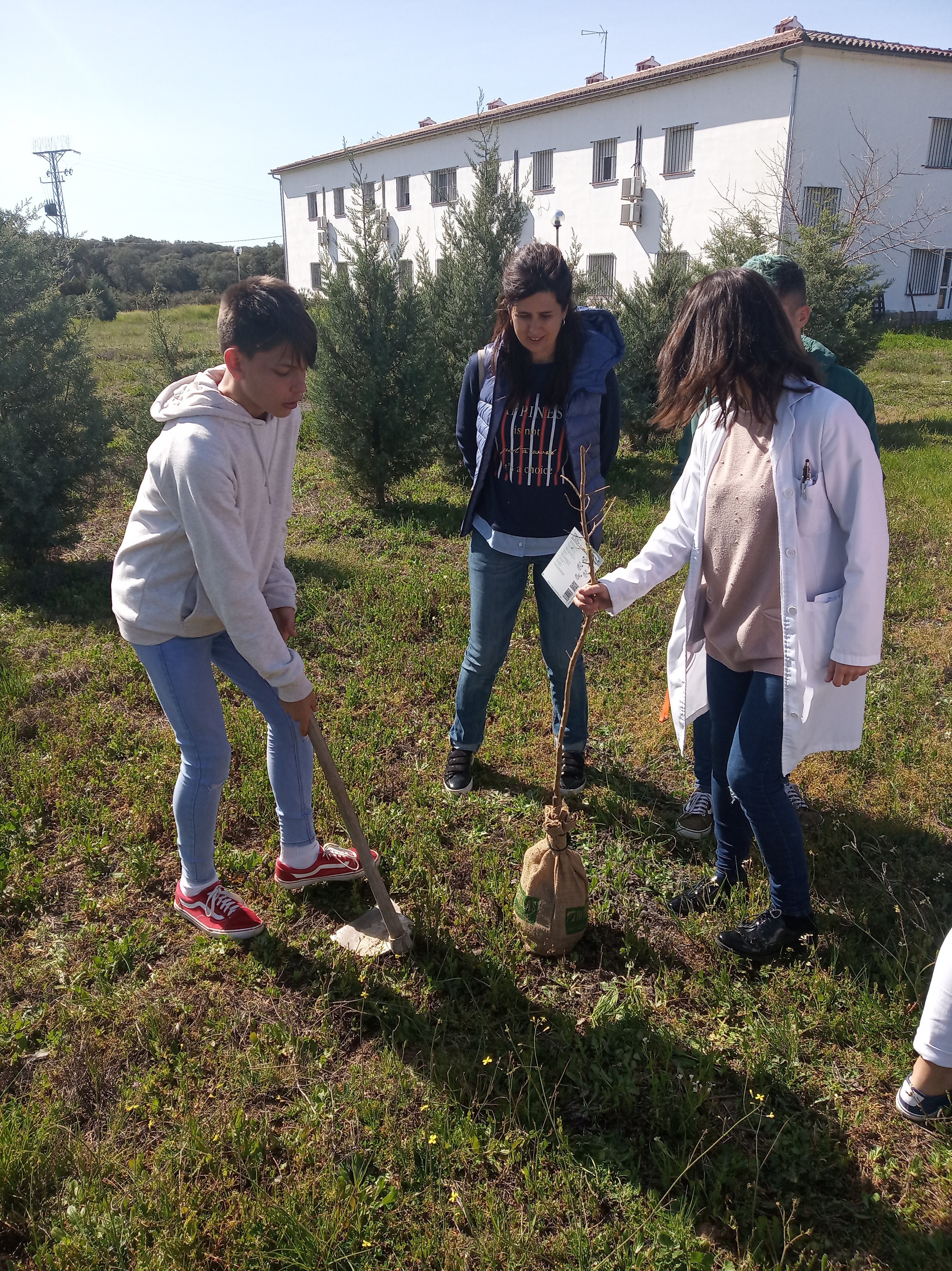 Plantacion arbol